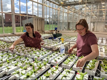 /ARSUserFiles/50820500/PlantPathology/Testen lab hydroponics.jpg